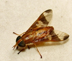 Tabanocella