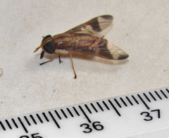 Tabanocella