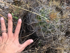 Ferocactus alamosanus