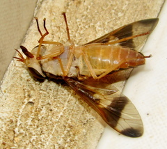 Tabanocella
