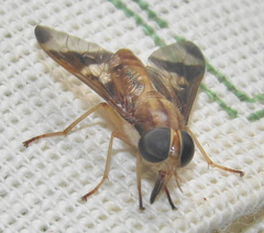 Tabanocella