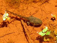 Hyla arenicolor