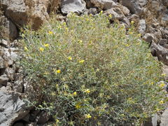 Mentzelia multicaulis flumensevera