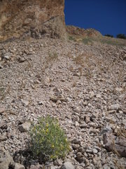 Mentzelia multicaulis flumensevera