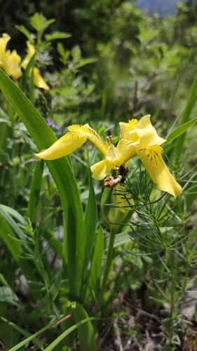 Image of Iris bloudowii by (c) Svyatoslav Knyazev, some rights reserved (CC BY)