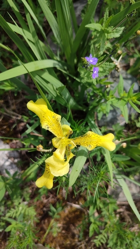 Image of Iris bloudowii by (c) Svyatoslav Knyazev, some rights reserved (CC BY)