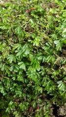 Hymenophyllum minimum