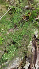 Hymenophyllum minimum