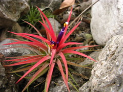 Tillandsia ionantha
