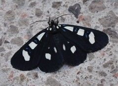 Alypiodes bimaculata