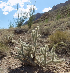 Cylindropuntia abyssi