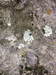 Phaeophyscia hirsuta