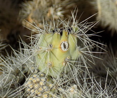 Cylindropuntia abyssi