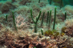 Caulerpa simpliciuscula