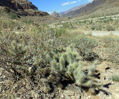 Cylindropuntia abyssi