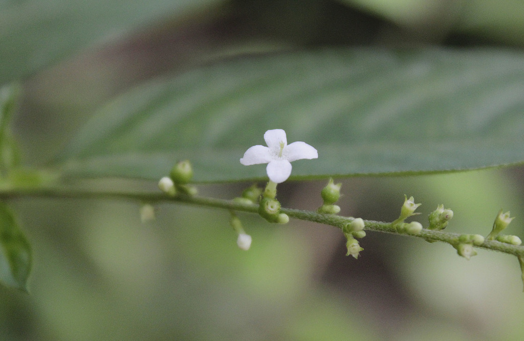 Gonzalagunia cornifolia