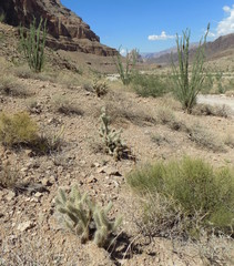 Cylindropuntia abyssi