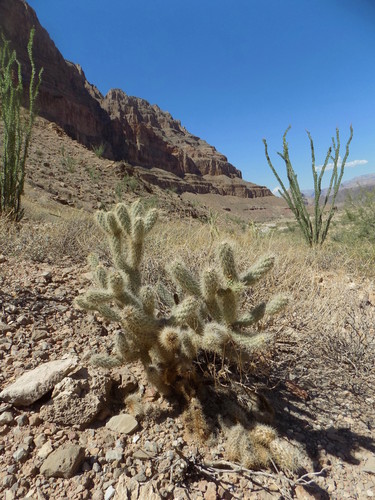 Image of Cylindropuntia abyssi by (c) Michelle Cloud-Hughes, some rights reserved (CC BY-SA)