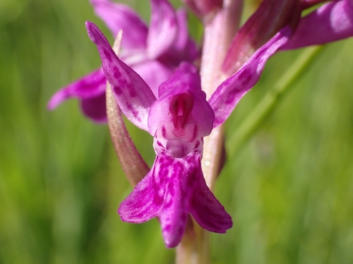 Image of Dactylorhiza lapponica by (c) Elias, some rights reserved (CC BY)