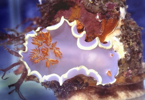 Giant Spanish Dancer