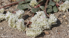 Calyptridium monospermum