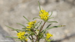 Orochaenactis thysanocarpha