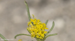 Orochaenactis thysanocarpha