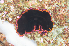 Pseudobiceros gloriosus