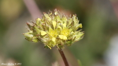 Ivesia campestris