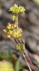 Ivesia campestris