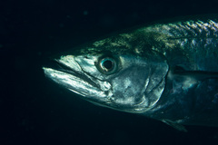 Scomberomorus commerson