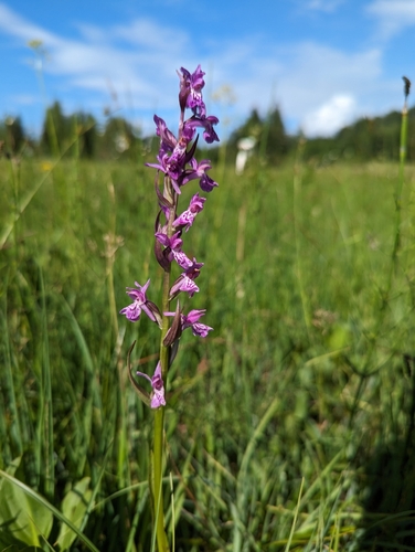 Image of Dactylorhiza lapponica by (c) Elias, some rights reserved (CC BY)