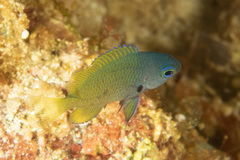 Pomacentrus philippinus