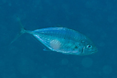 Craterognathus plagiotaenia