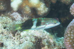 Thalassoma nigrofasciatum