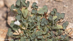 Trifolium monanthum