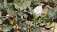 Trifolium monanthum