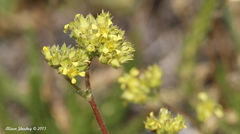 Ivesia campestris