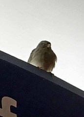 Passer domesticus