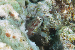 Glyptoparus delicatulus