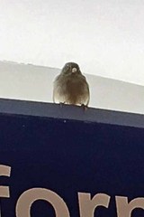 Passer domesticus