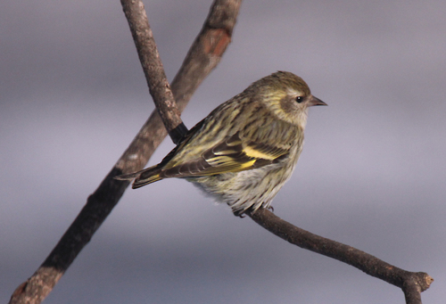 Pine Siskin, photo 9 of 9