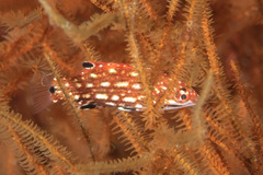 Bodianus dictynna