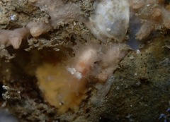 Tritonicula myrakeenae