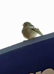 Passer domesticus