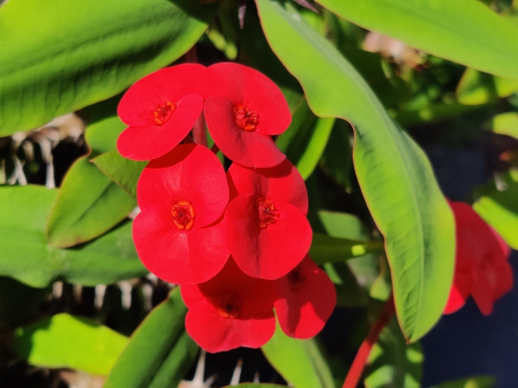 Crown of thorns