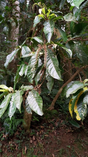 Image of Helicia formosana by (c) Yun-Chen Hsieh, some rights reserved (CC BY)
