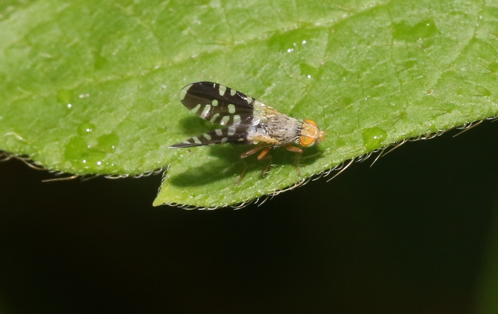 Spathulina