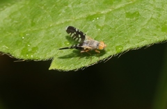 Spathulina acroleuca