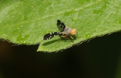 Spathulina acroleuca